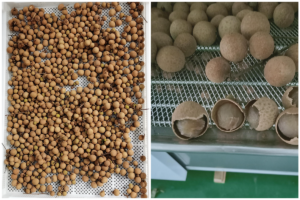 Secadora con bomba de calor MeiYa: la solución definitiva para el secado de longan de primera calidad