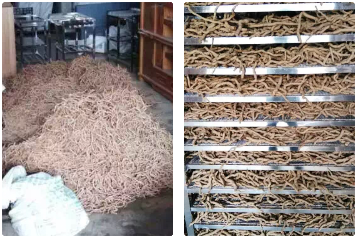 Solusi Pengeringan Morinda Citrifolia (巴戟天) yang Dioptimalkan dengan Pengering Pompa Panas Sumber Udara MeiYa