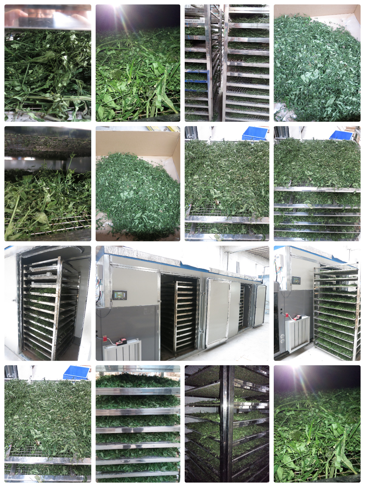 Solusi Pengeringan Andrographis paniculata (Chuanxinlian) yang Dioptimalkan dengan Teknologi Pompa Panas MeiYa