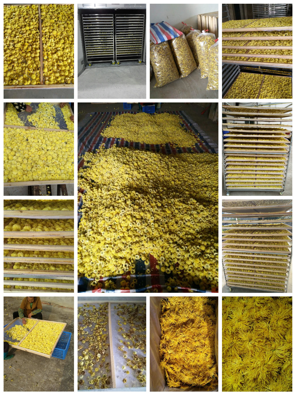 Pengering Pompa Panas MeiYa: Solusi Pengeringan Krisan yang Dioptimalkan