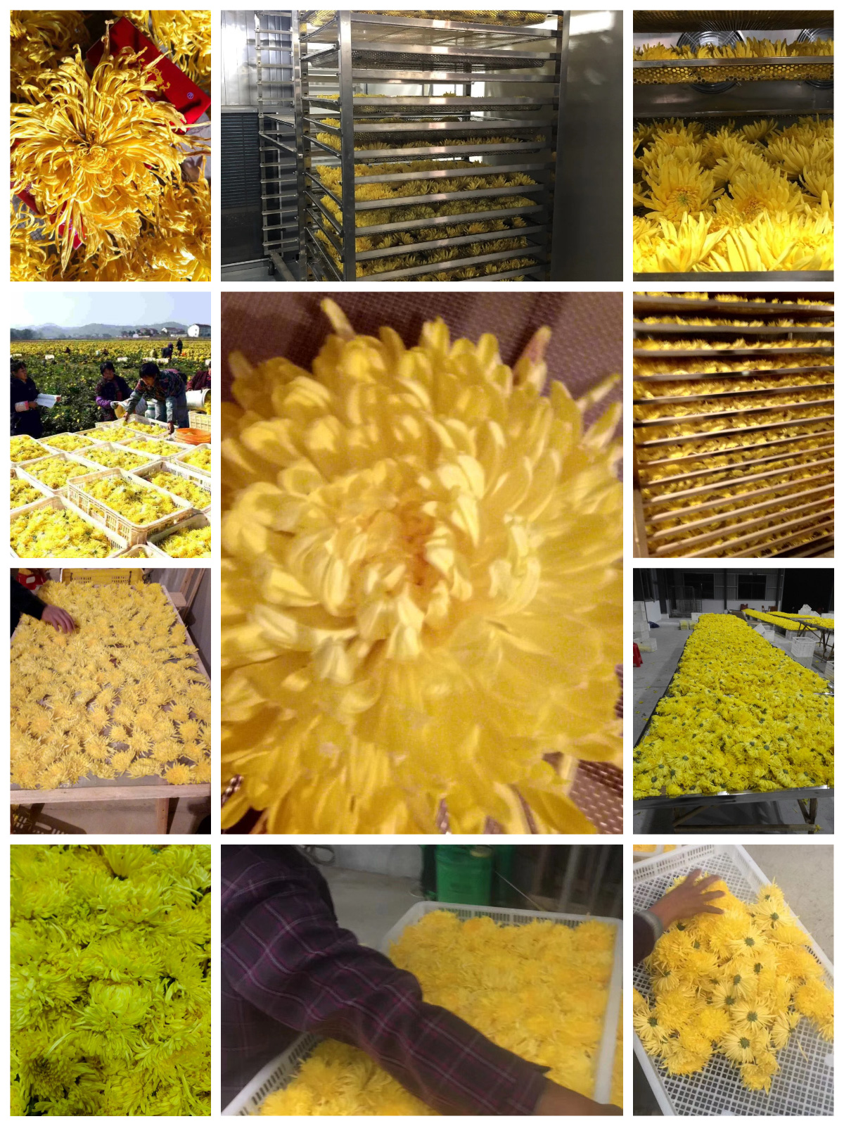 Pengering Pompa Panas MeiYa: Solusi Pengeringan Krisan yang Dioptimalkan