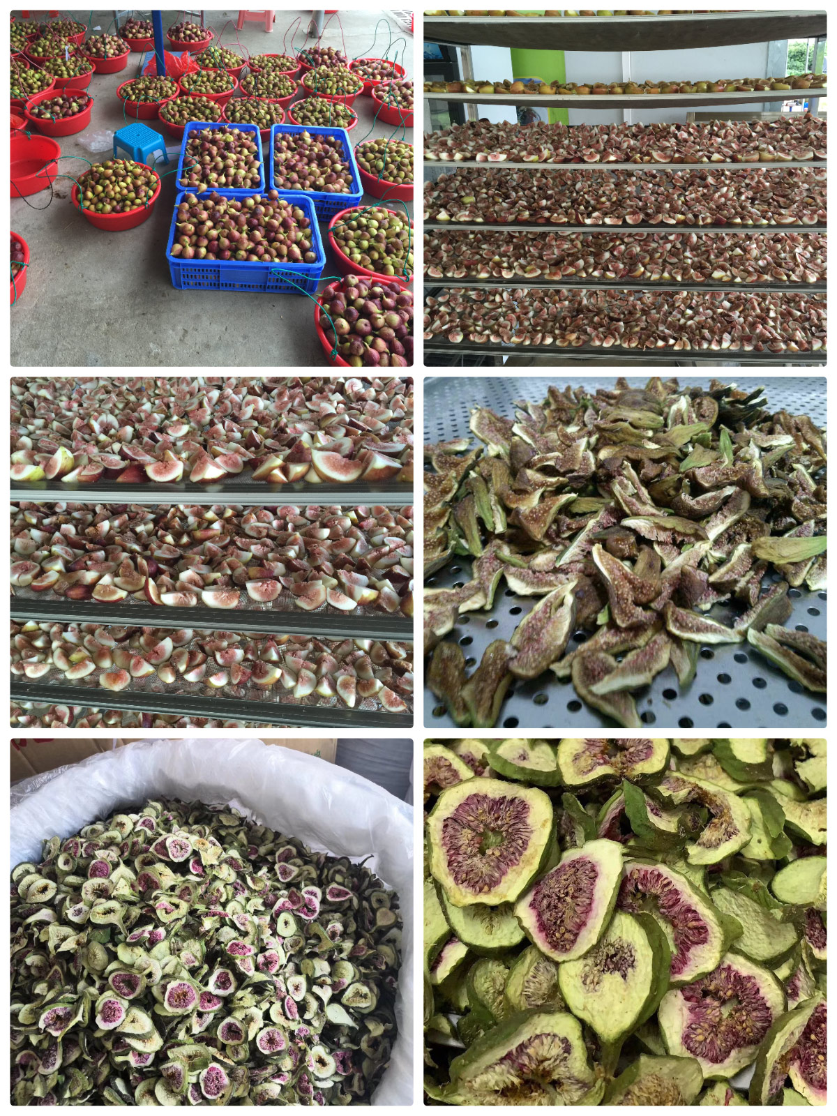 Pengering Pompa Panas MeiYa: Proses Pengeringan Buah Ara yang Dioptimalkan untuk Kualitas Unggul