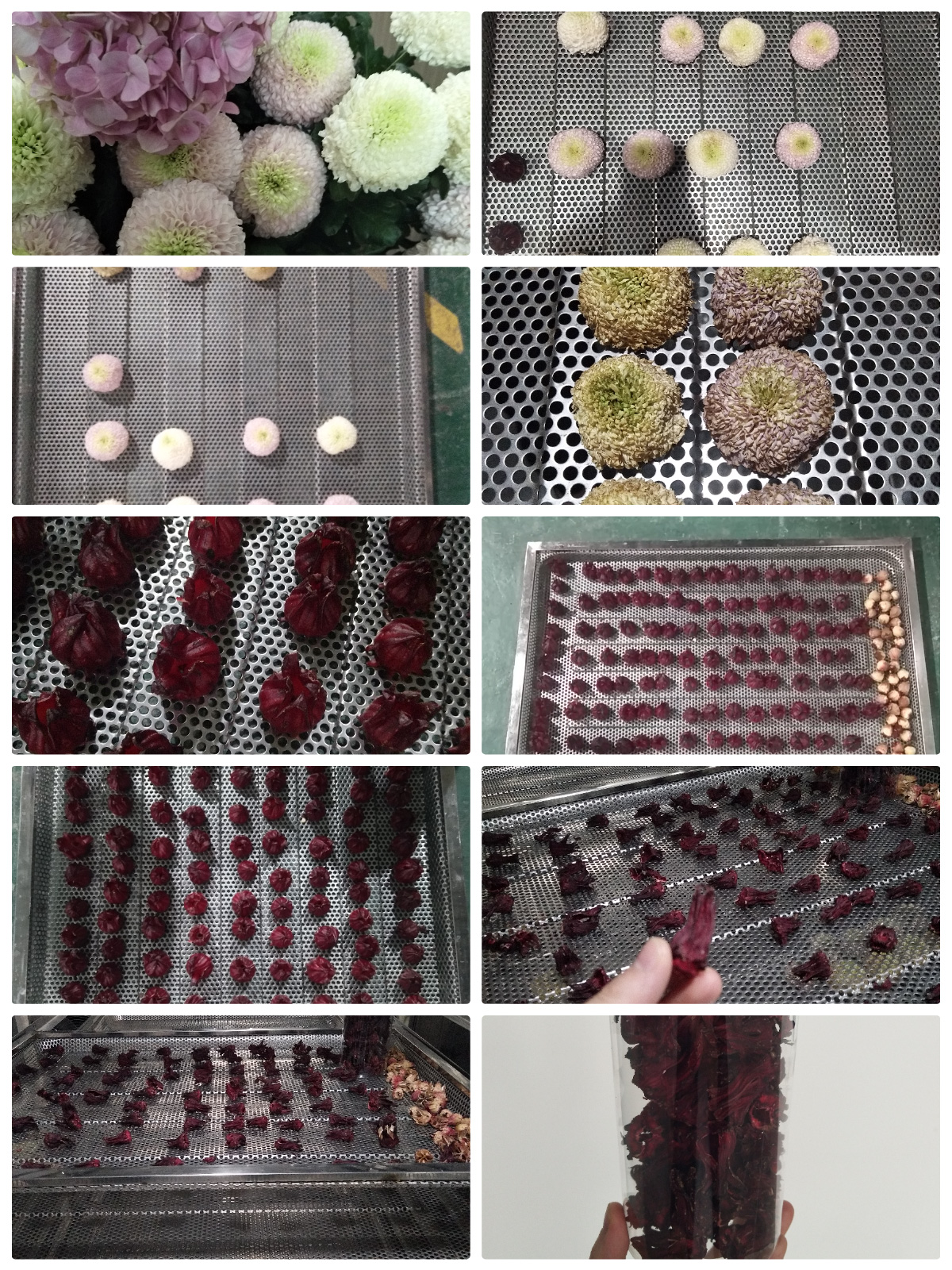 Pengering Pompa Panas MeiYa: Solusi Optimal untuk Pengeringan Bunga Lobelia (Roselle)