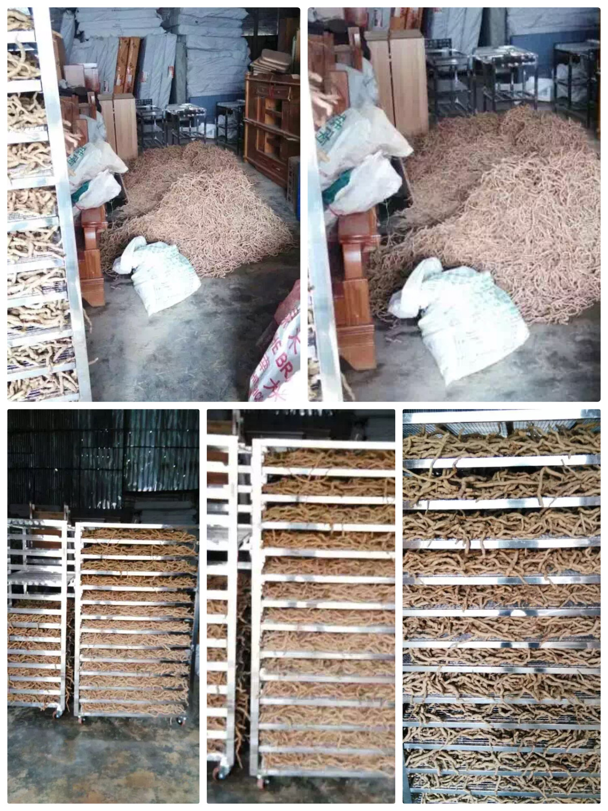 Solusi Pengeringan Morinda Citrifolia (巴戟天) yang Dioptimalkan dengan Pengering Pompa Panas Sumber Udara MeiYa