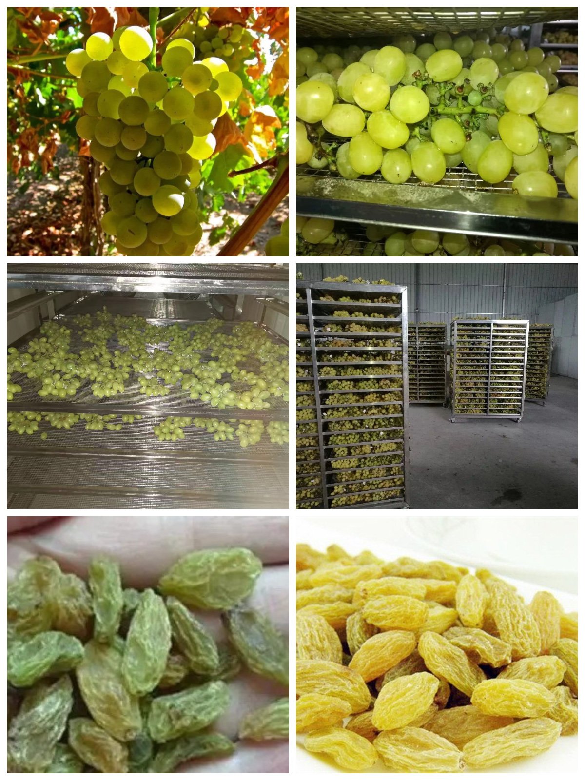 Solusi Pengeringan Anggur yang Dioptimalkan dengan Pengering Pompa Panas Sumber Udara MeiYa