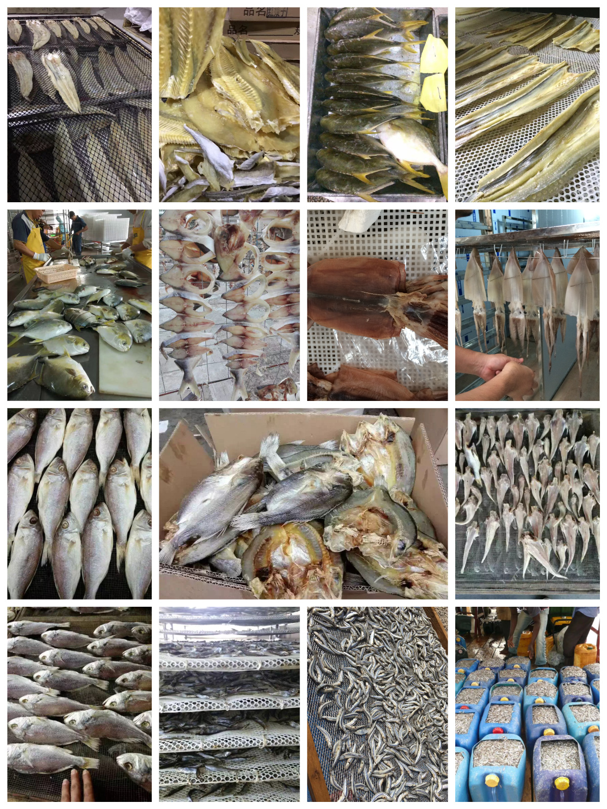 Pengering Pompa Panas MeiYa: Merevolusi Pengeringan Ikan Laut dengan Efisiensi dan Kualitas