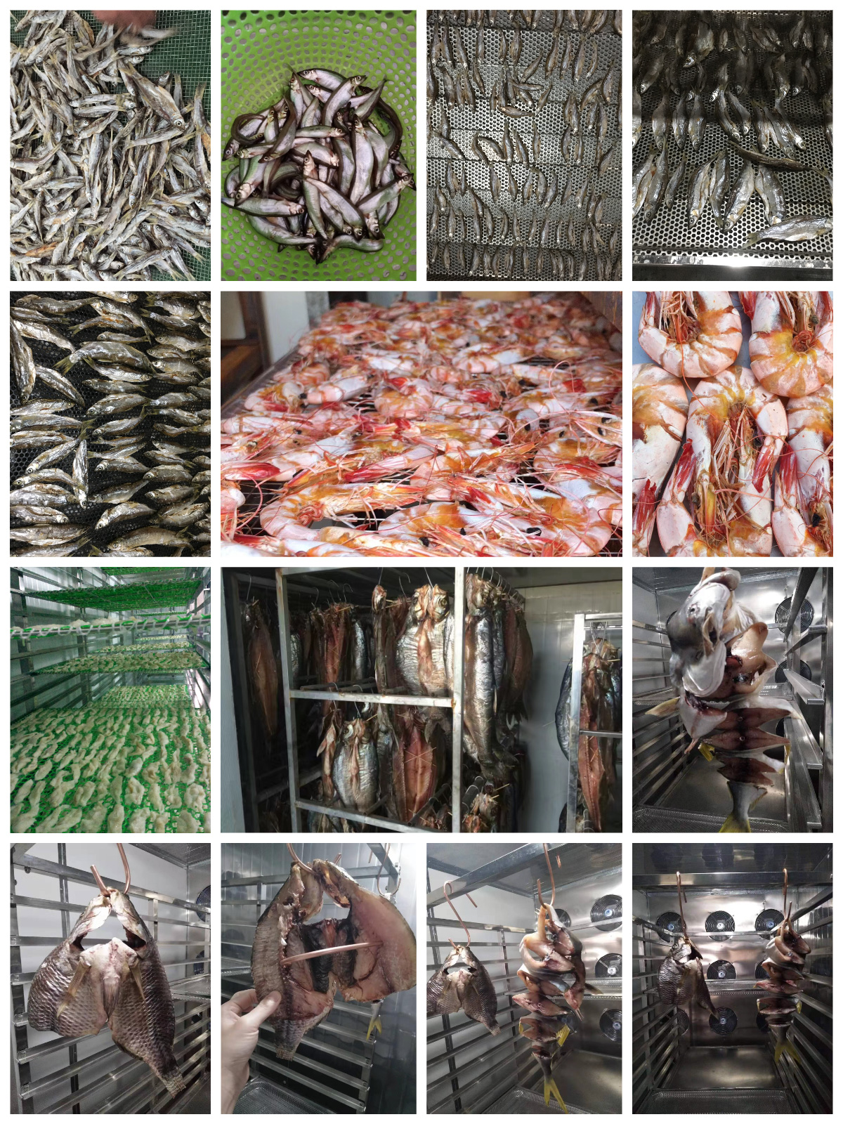 Pengering Pompa Panas MeiYa: Merevolusi Pengeringan Ikan Laut dengan Efisiensi dan Kualitas