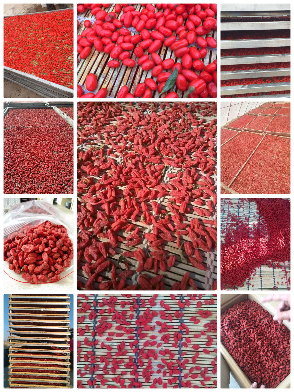 Pengering Pompa Panas MeiYa: Solusi Canggih untuk Pengeringan Goji Berry