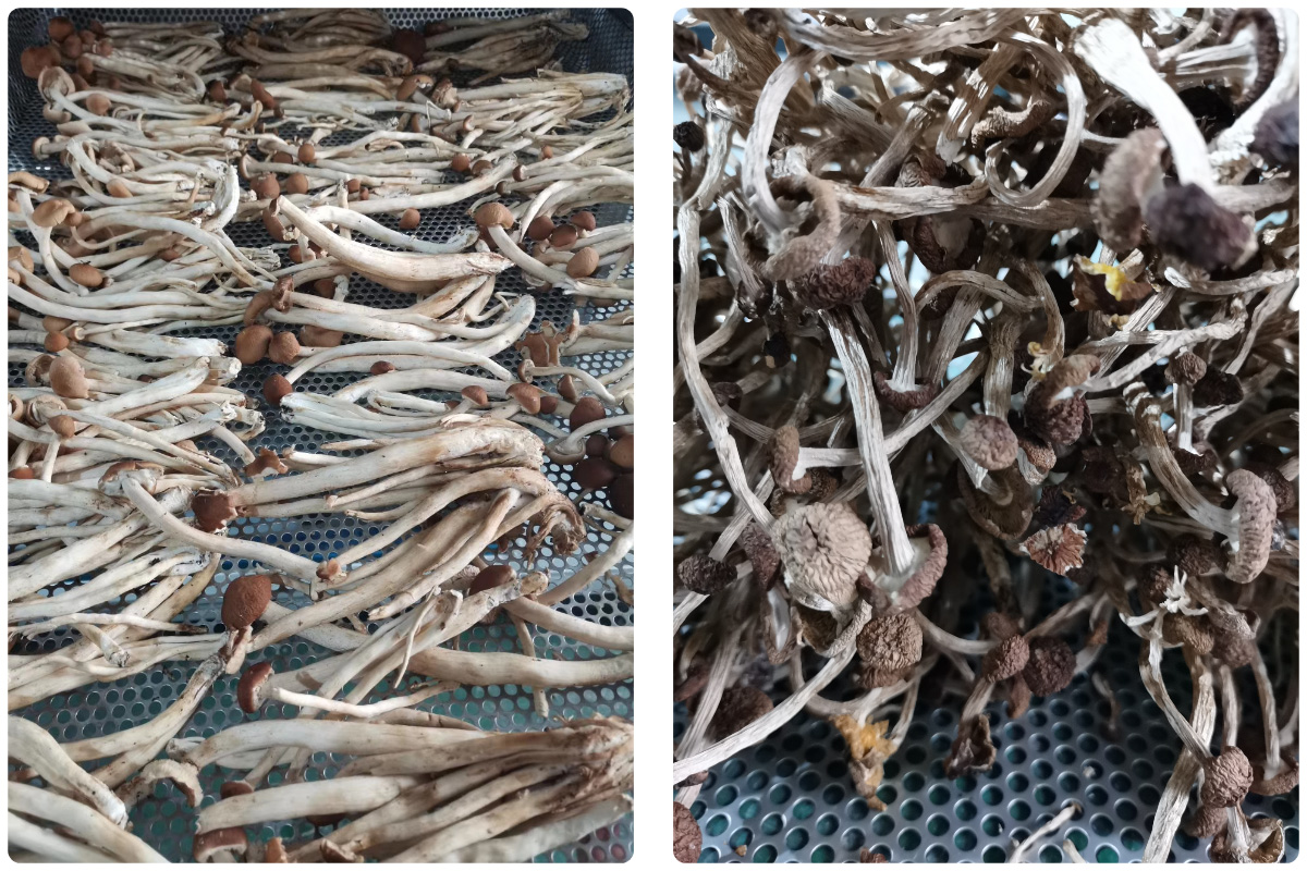 Mengoptimalkan Pengeringan Agrocybe Cylindracea dengan Pengering Pompa Panas MeiYa