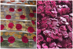 Solución optimizada para el secado de pitahaya (fruta del dragón) con la secadora de bomba de calor aerotérmica MeiYa.