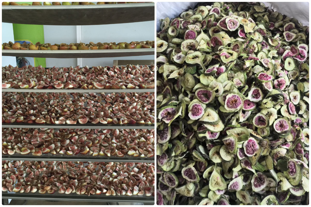 Pengering Pompa Panas MeiYa: Proses Pengeringan Buah Ara yang Dioptimalkan untuk Kualitas Unggul