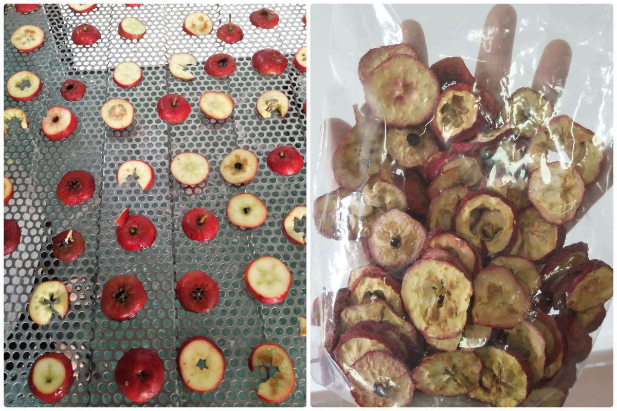 Pengering Pompa Panas Sumber Udara MeiYa: Merevolusi Pengeringan Hawthorn untuk Kualitas & Efisiensi Premium