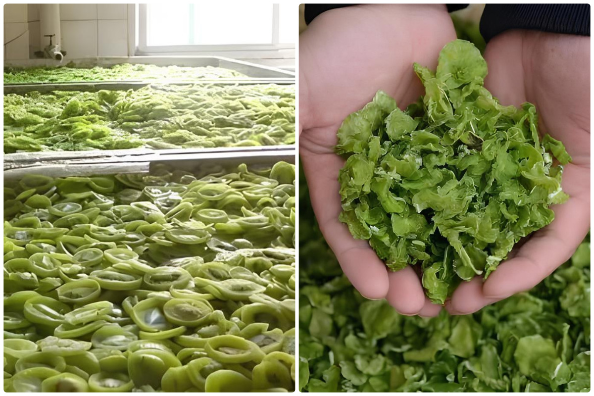 Pengering Pompa Panas MeiYa: Solusi Pengeringan Buah Kiwi Tercanggih