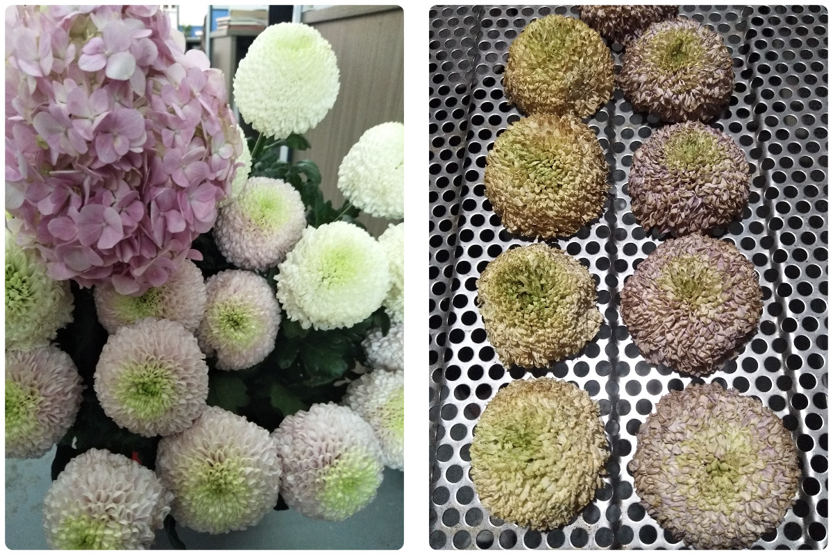 Pengering Pompa Panas MeiYa: Solusi Optimal untuk Pengeringan Bunga Lobelia (Roselle)