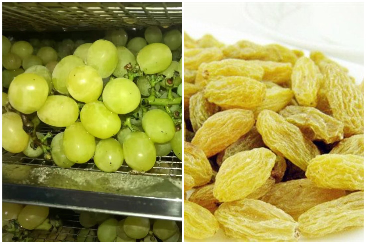 Solusi Pengeringan Anggur yang Dioptimalkan dengan Pengering Pompa Panas Sumber Udara MeiYa