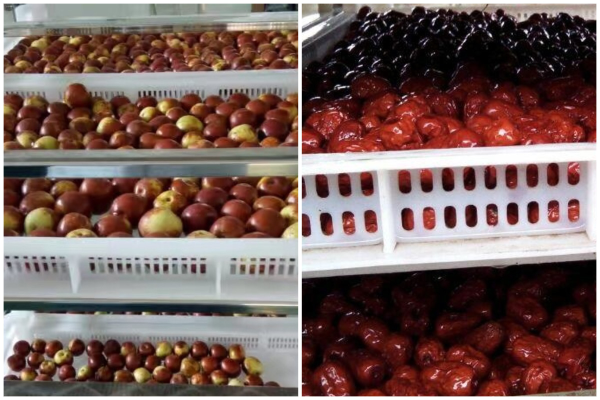 Pengeringan Kurma Merah yang Unggul dengan Pengering Pompa Panas Sumber Udara MeiYa