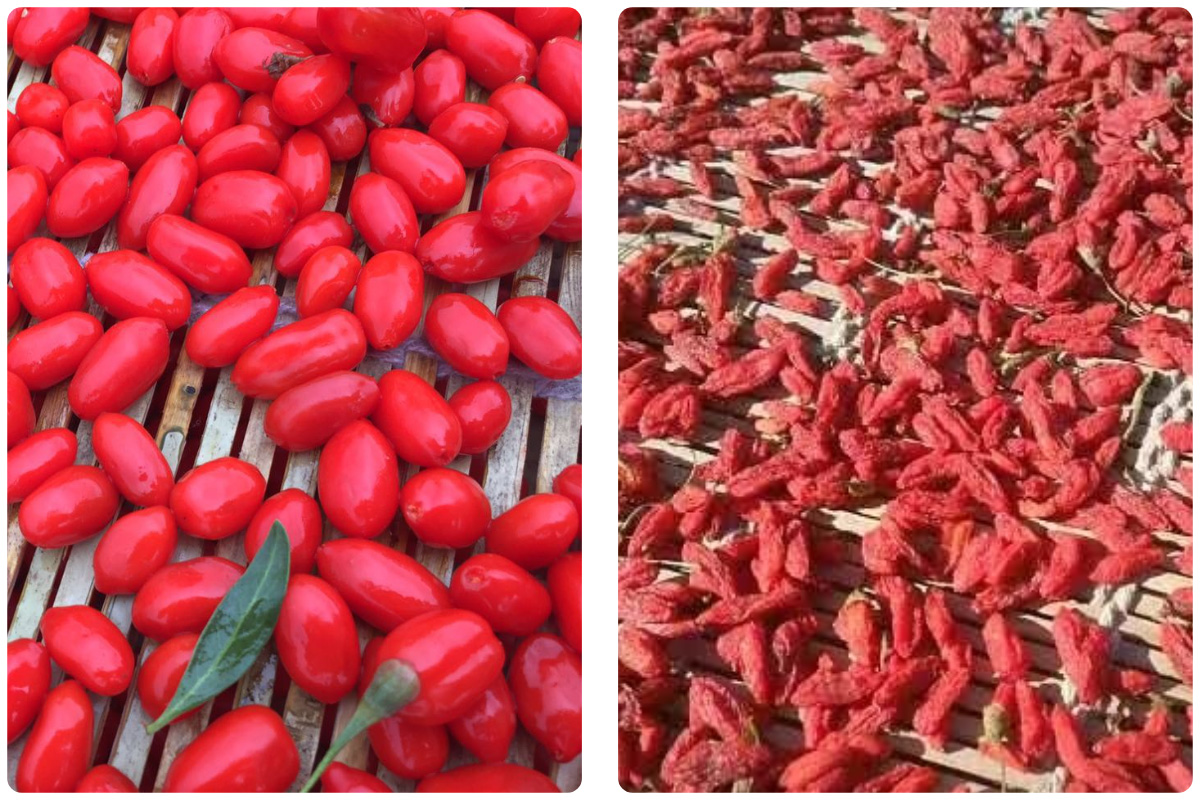 Pengering Pompa Panas MeiYa: Solusi Canggih untuk Pengeringan Goji Berry