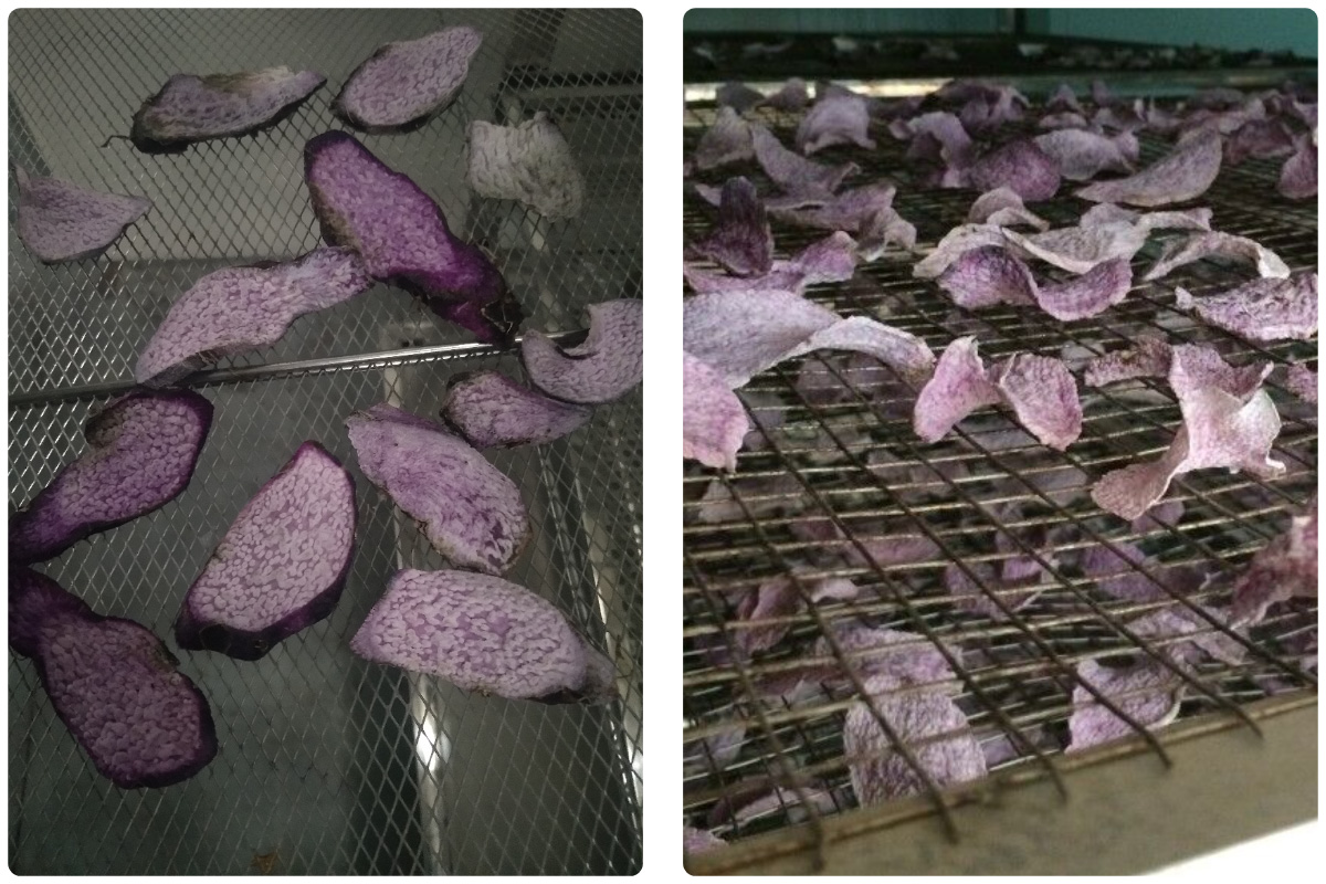 Pengering Pompa Panas MeiYa: Solusi Pengeringan Ubi Jalar Tingkat Lanjut