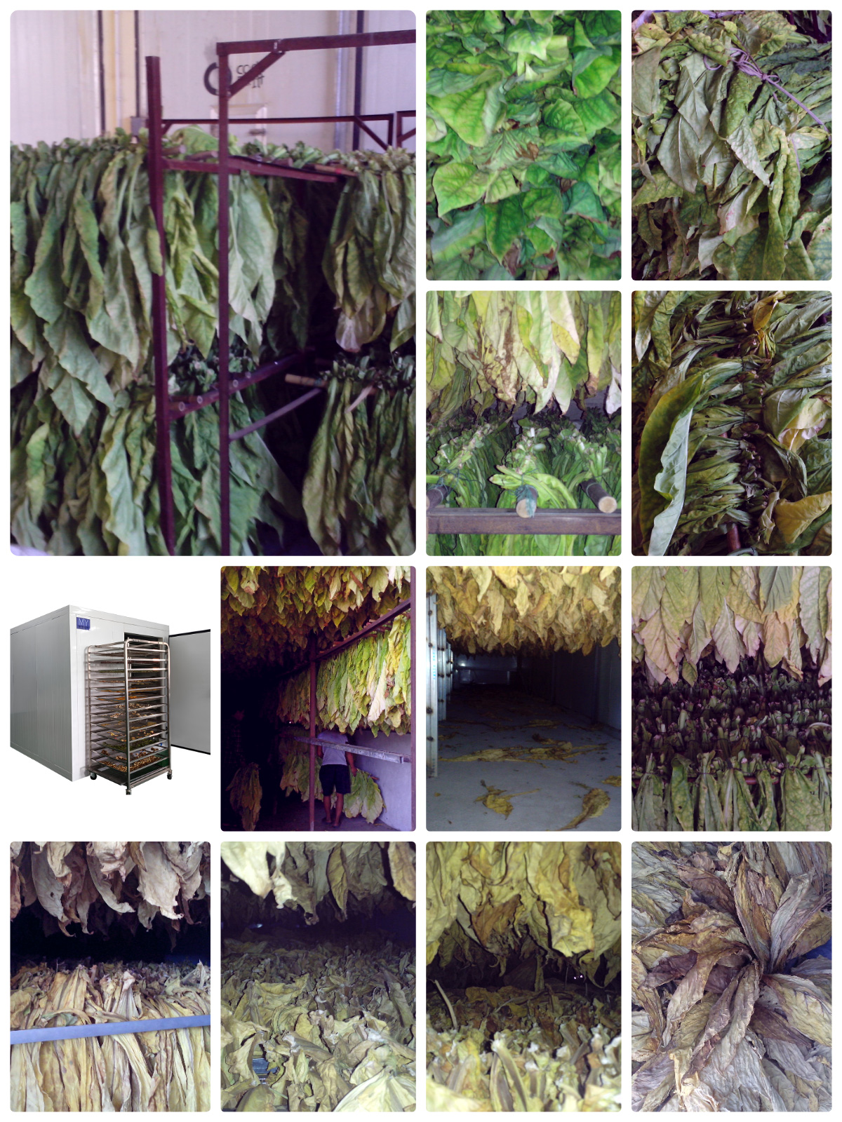 Optimized Tobacco Leaf Drying Solution with MeiYa Heat Pump Dryer