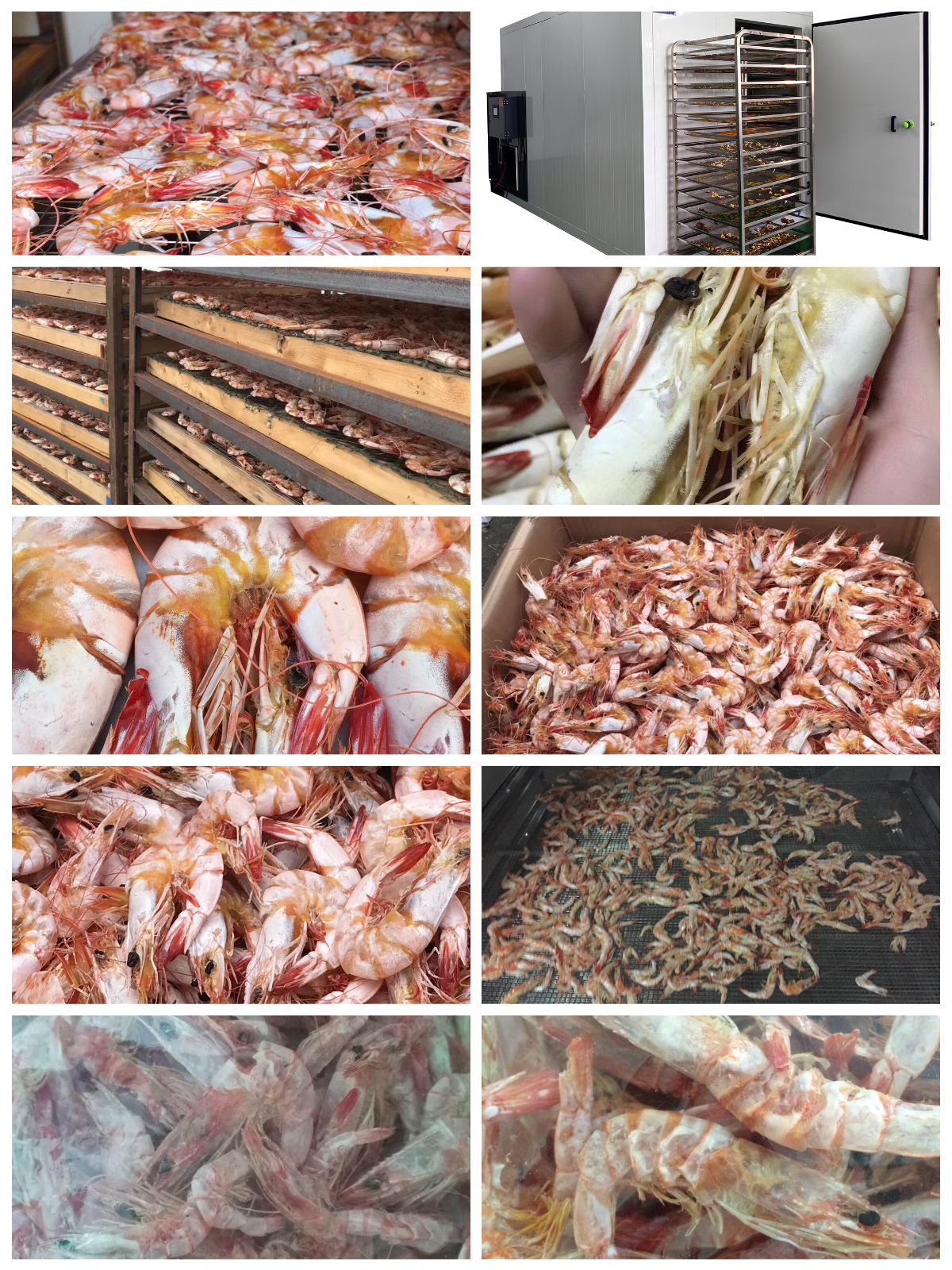 Optimizing Shrimp Drying with MeiYa Heat Pump Dryers: A Sustainable and Efficient Solution