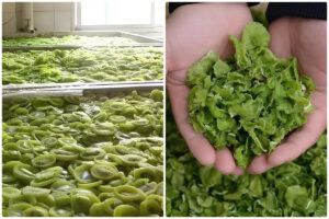 MeiYa Heat Pump Dryer: Advanced Kiwifruit Drying Solution