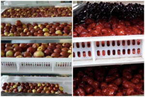 Red Date Drying Excellence with MeiYa Air Source Heat Pump Dryers