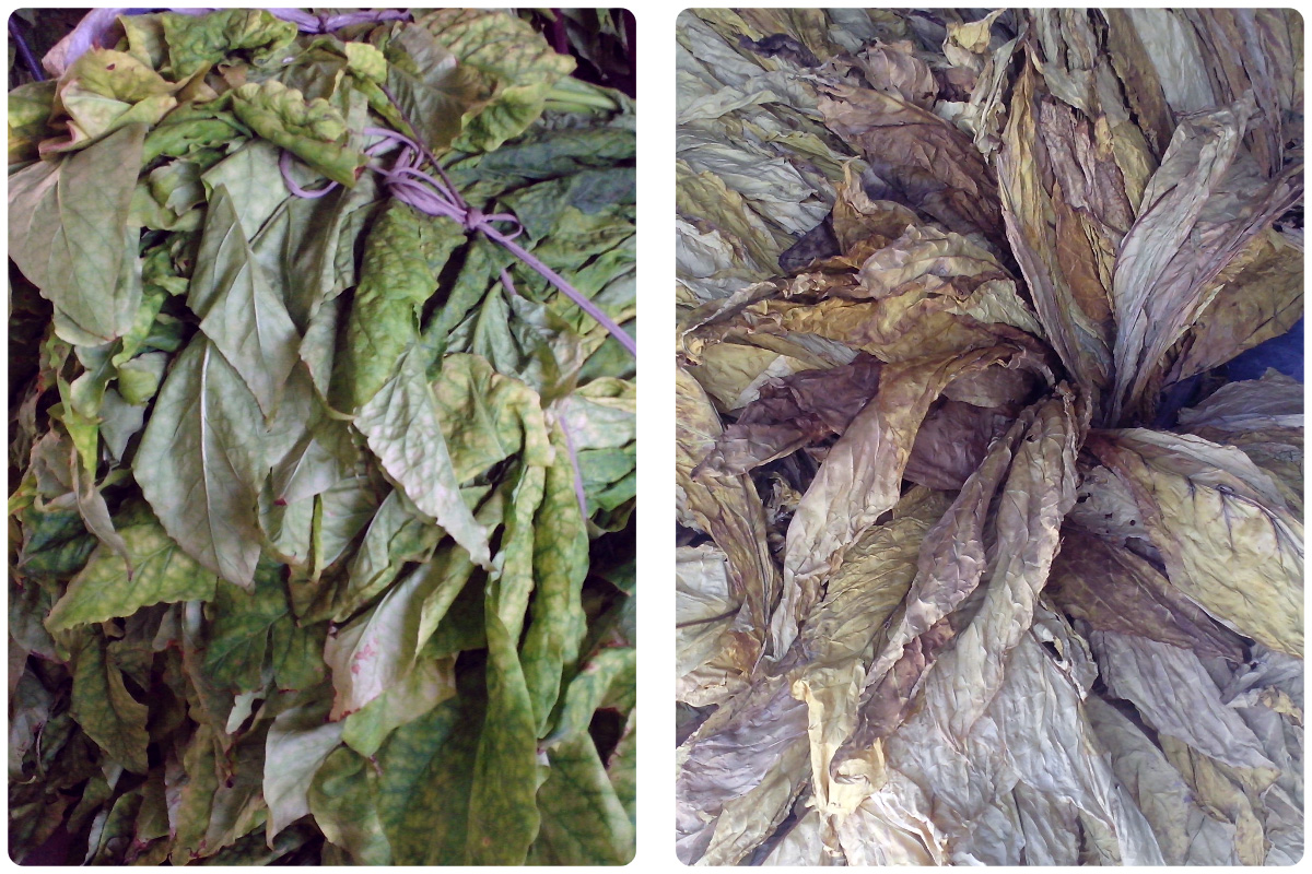 Optimized Tobacco Leaf Drying Solution with MeiYa Heat Pump Dryer
