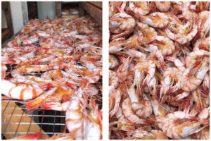Optimizing Shrimp Drying with MeiYa Heat Pump Dryers: A Sustainable and Efficient Solution