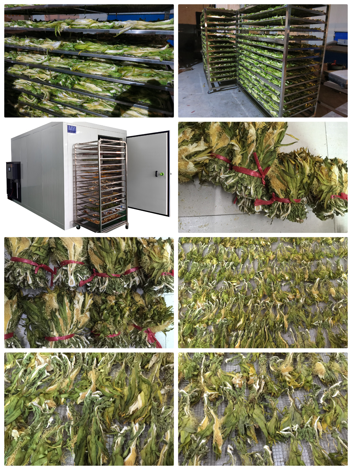 Optimizing Saffron (Crocus sativus) Drying with MeiYa Heat Pump Dryers