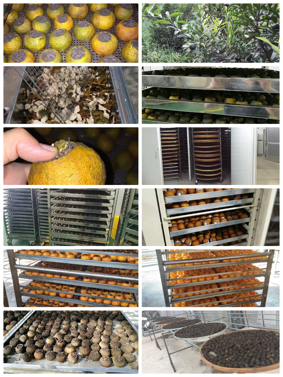 MeiYa Heat Pump Dryer: Revolutionizing Kampot Tea (Citrus Pu'erh Tea) Processing with Precision & Sustainability