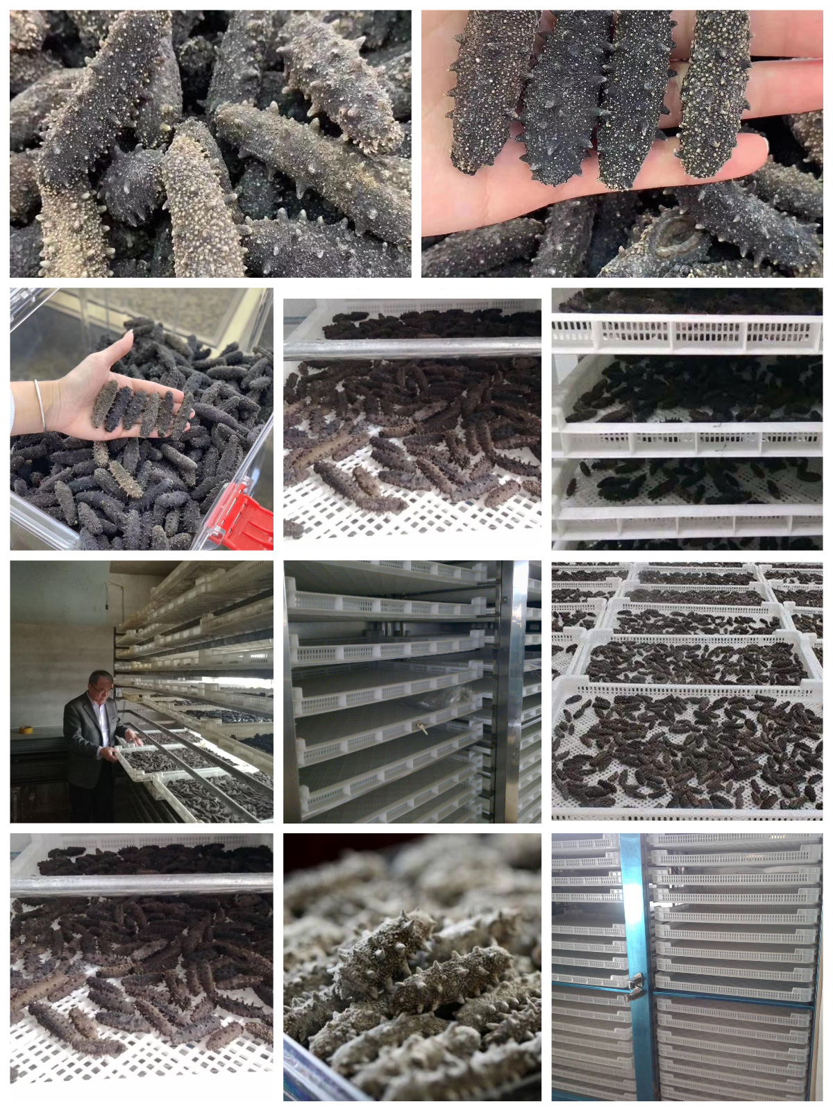 Optimizing Sea Cucumber Drying with MeiYa Air Source Heat Pump Dryers