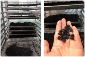 Bean Drum (Douchi) Drying Solution with MeiYa Air Source Heat Pump Dryer​