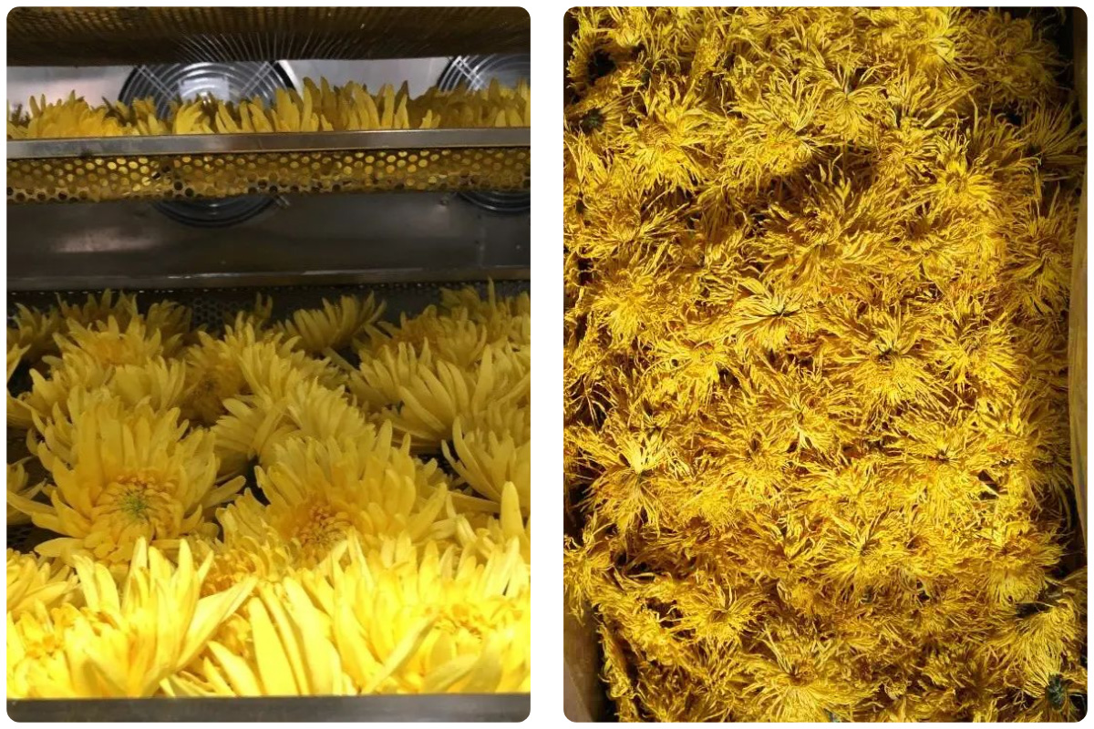 MeiYa Heat Pump Dryer: Optimized Chrysanthemum Drying Solution