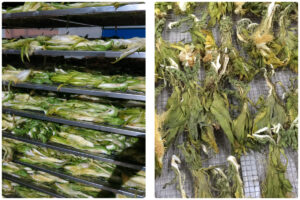 ​​Optimizing Saffron (Crocus sativus) Drying with MeiYa Heat Pump Dryers​