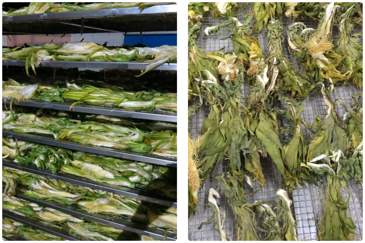 Optimizing Saffron (Crocus sativus) Drying with MeiYa Heat Pump Dryers