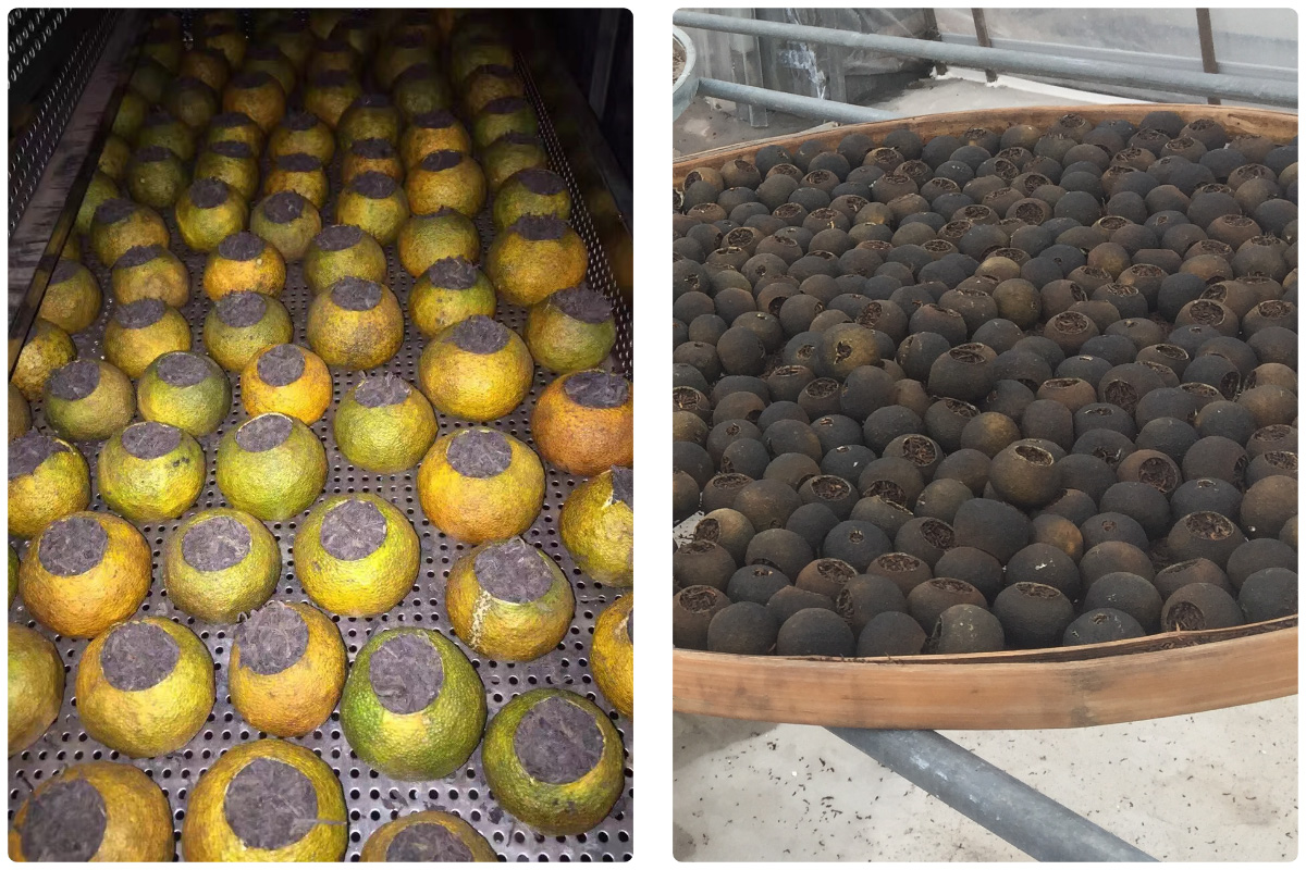 MeiYa Heat Pump Dryer: Revolutionizing Kampot Tea (Citrus Pu'erh Tea) Processing with Precision & Sustainability