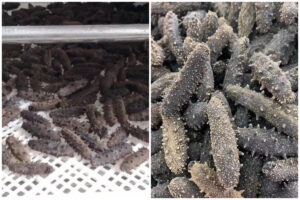 Optimizing Sea Cucumber Drying with MeiYa Air Source Heat Pump Dryers​