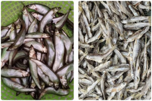 MeiYa Heat Pump Dryer: Revolutionizing Sea Fish Drying with Efficiency and Quality​