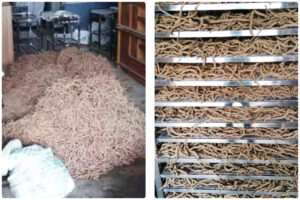 Optimized Morinda Citrifolia (巴戟天) Drying Solution with MeiYa Air Source Heat Pump Dryer​