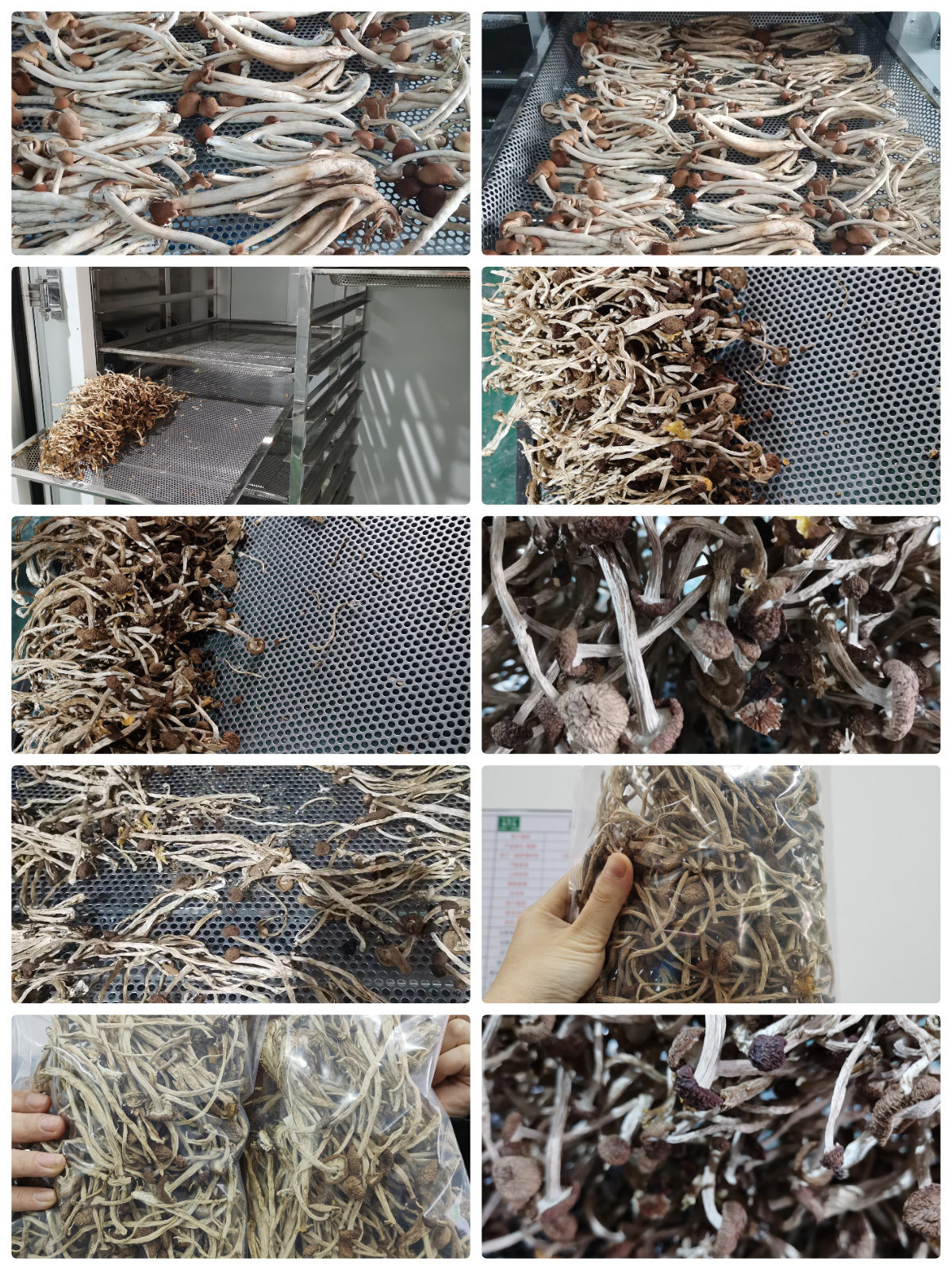 Optimizing Agrocybe Cylindracea Drying with MeiYa Heat Pump Dryers