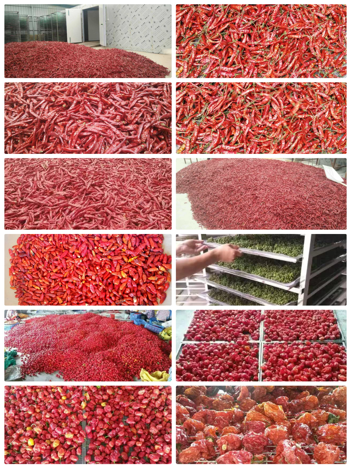 MeiYa Air Source Heat Pump Dryer: Precision Drying Solution for Chilli Processing