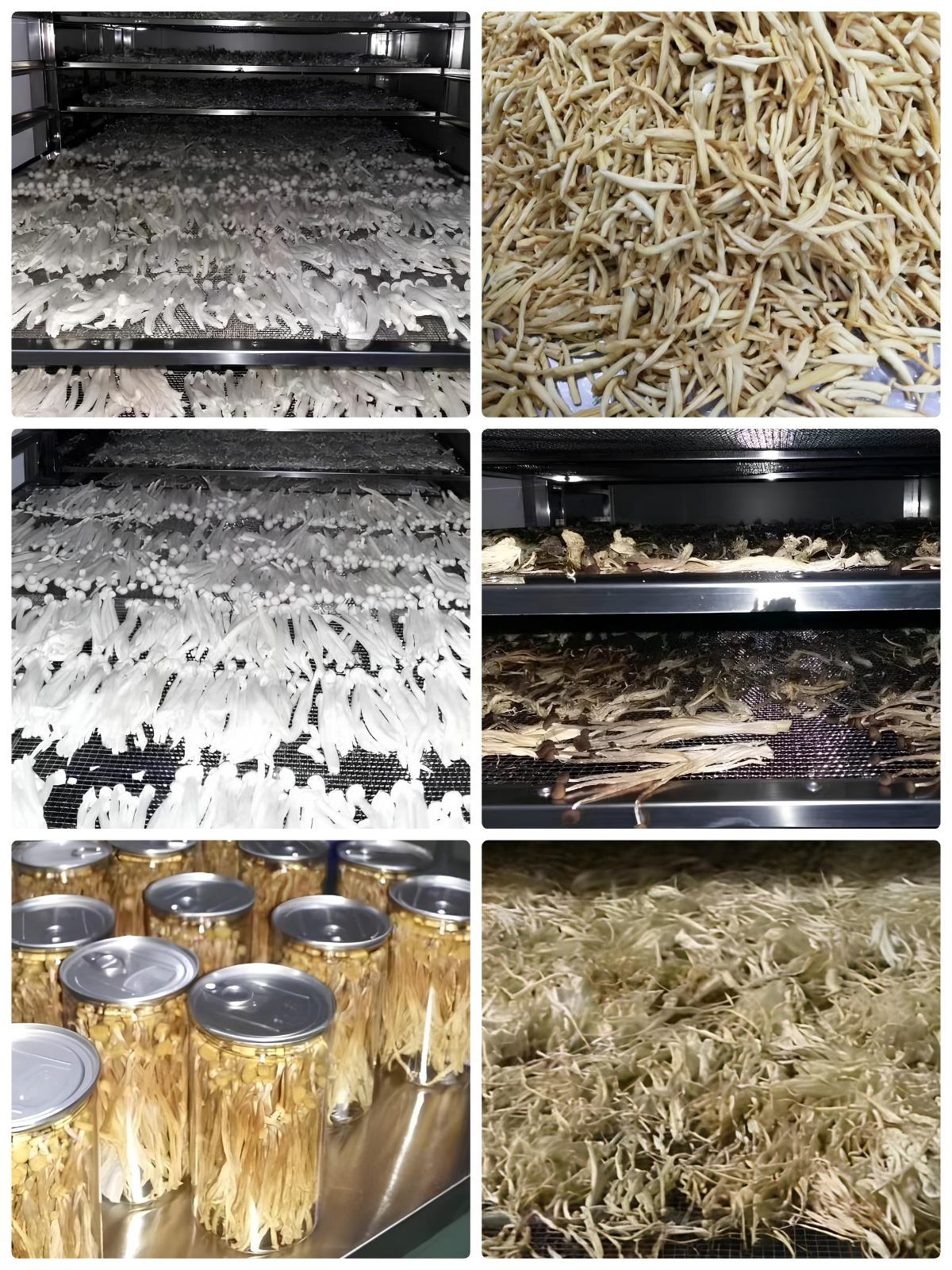 Optimized Drying Process for Flammulina velutipes (Enoki mushrooms) Using MeiYa Air Source Heat Pump Dryers​