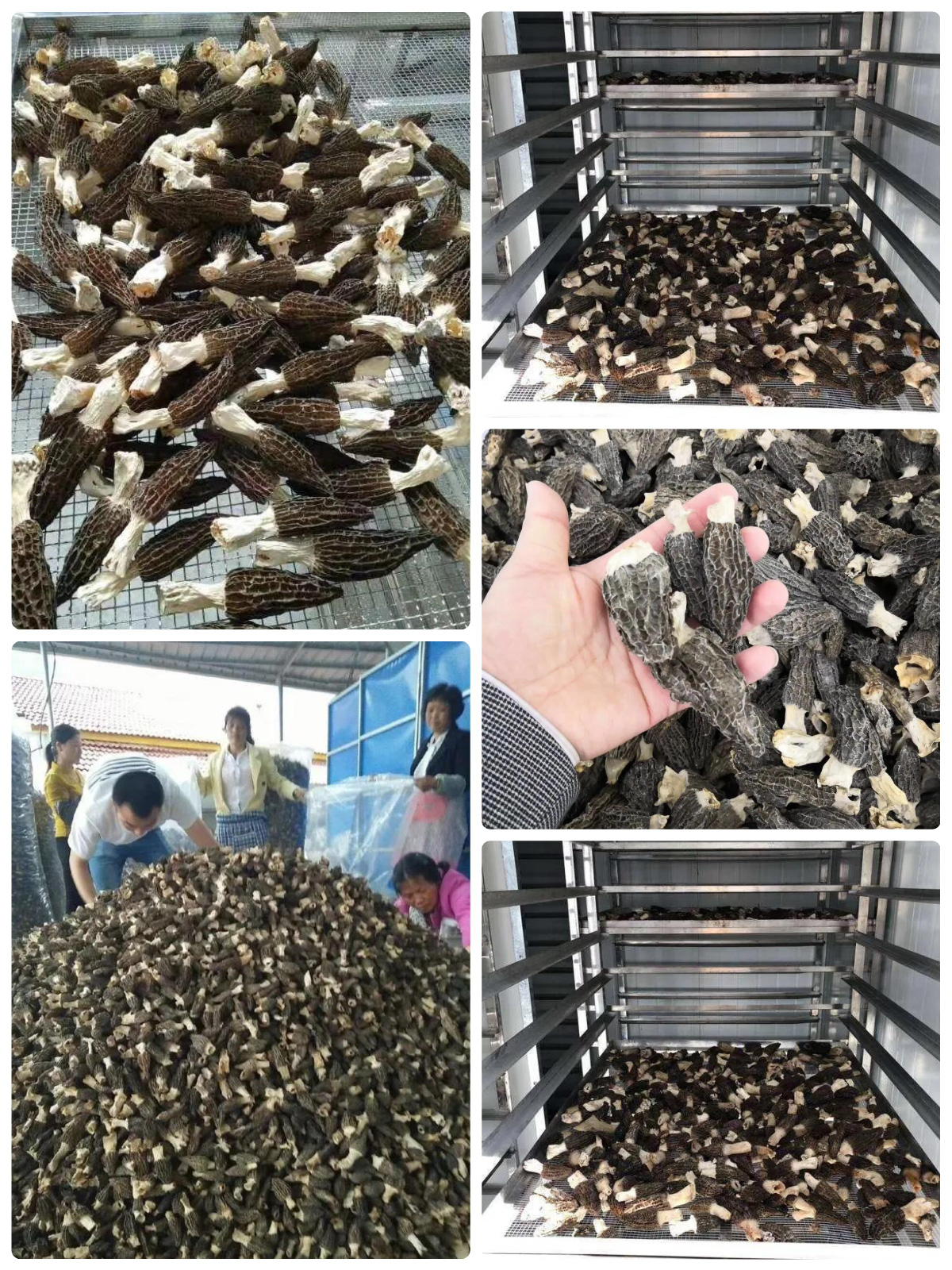 MeiYa Heat Pump Dryer: Precision Drying Solution for Morel Mushrooms​