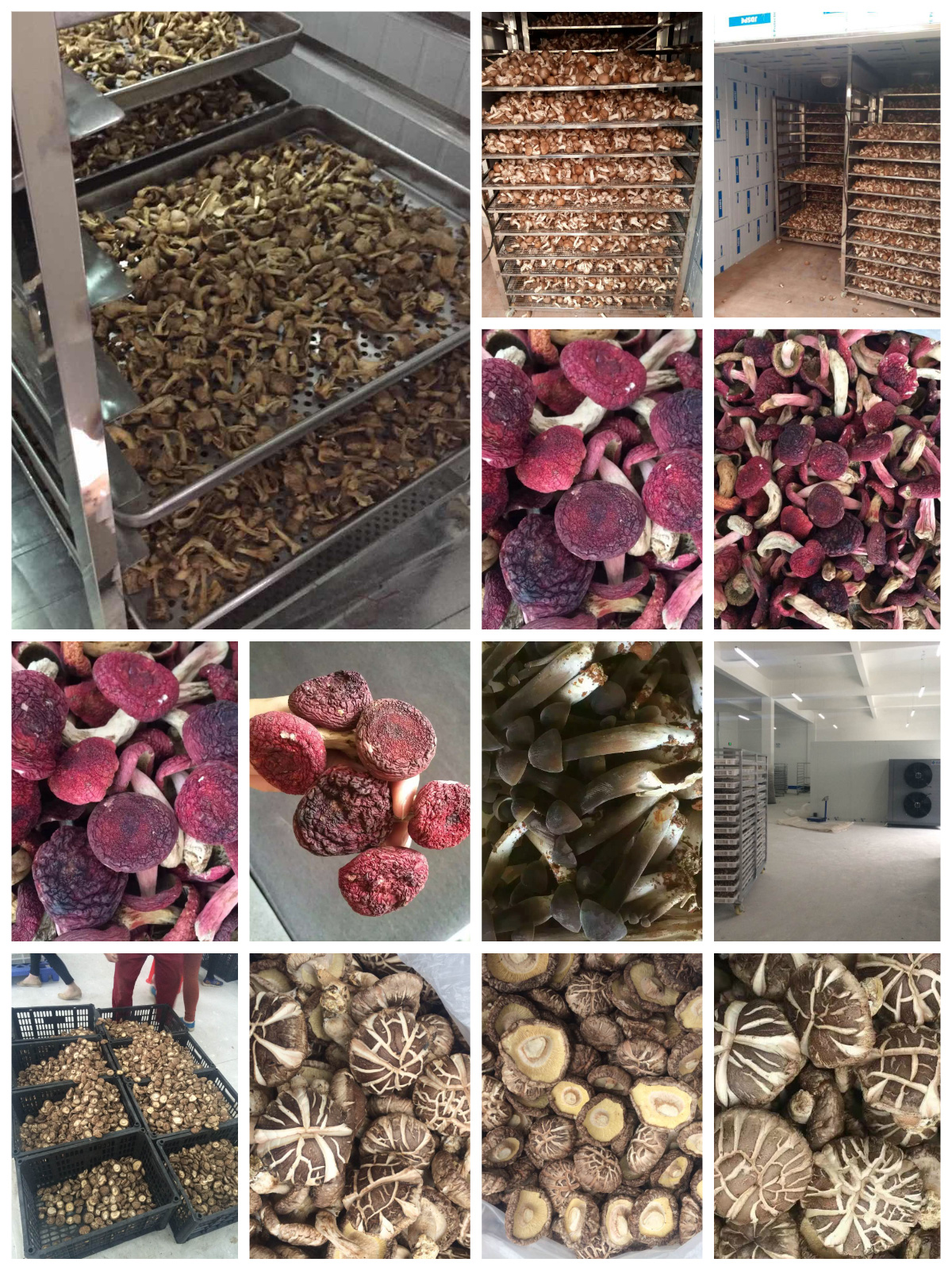 Professional Mushroom Drying Solutions with MeiYa Air-Source Heat Pump Dryers​