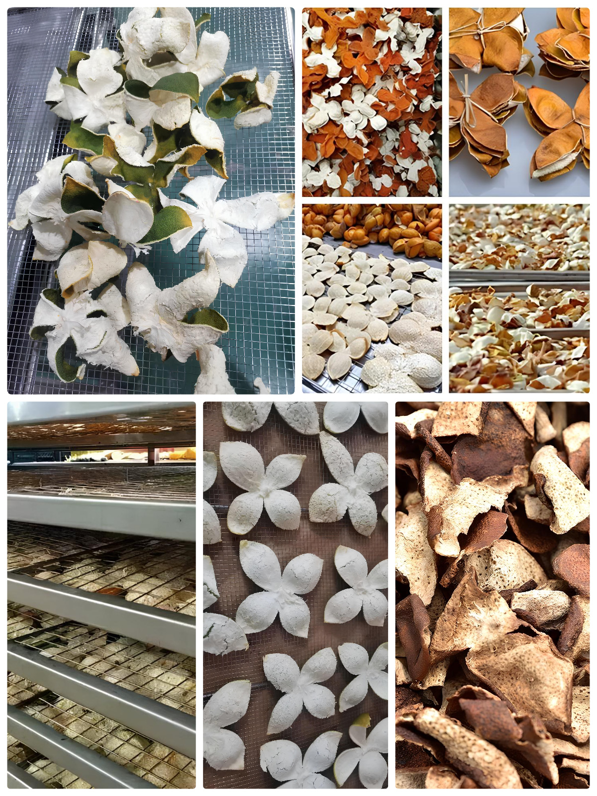 Optimizing Orange Peel Drying with MeiYa Heat Pump Dryer Technology​