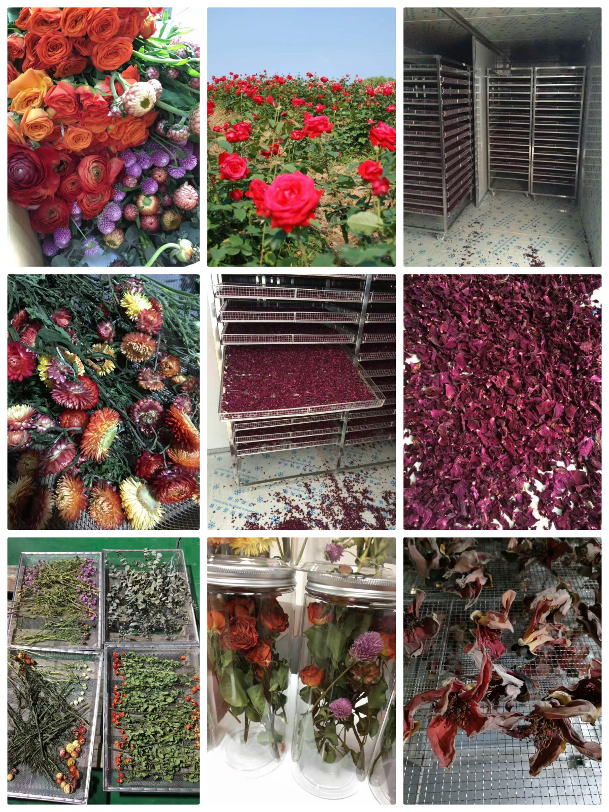 MeiYa Heat Pump Dryer: Optimized Rose Drying Solution for Premium Quality