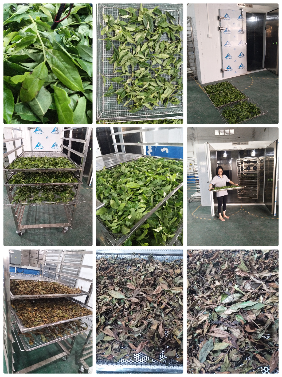 Comprehensive Guide to Tea Drying Process with MeiYa Heat Pump Dryers
