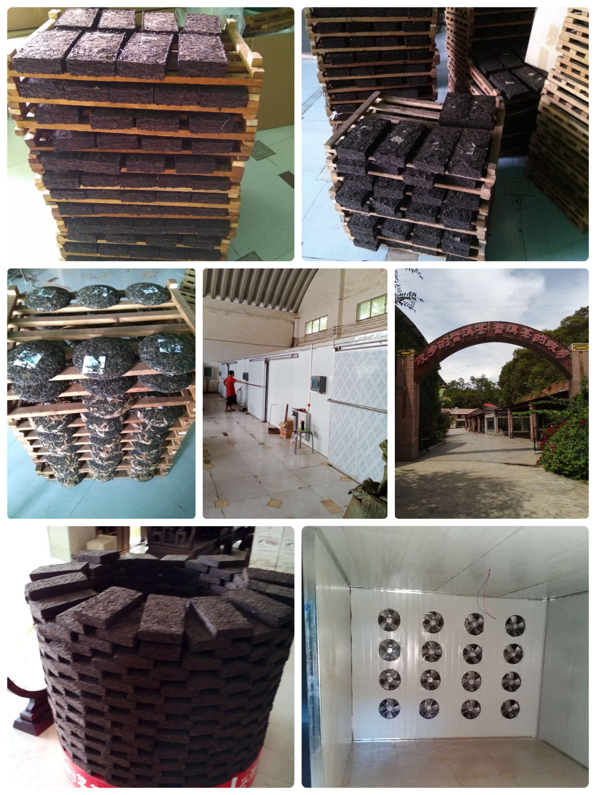 Comprehensive Guide to Tea Drying Process with MeiYa Heat Pump Dryers