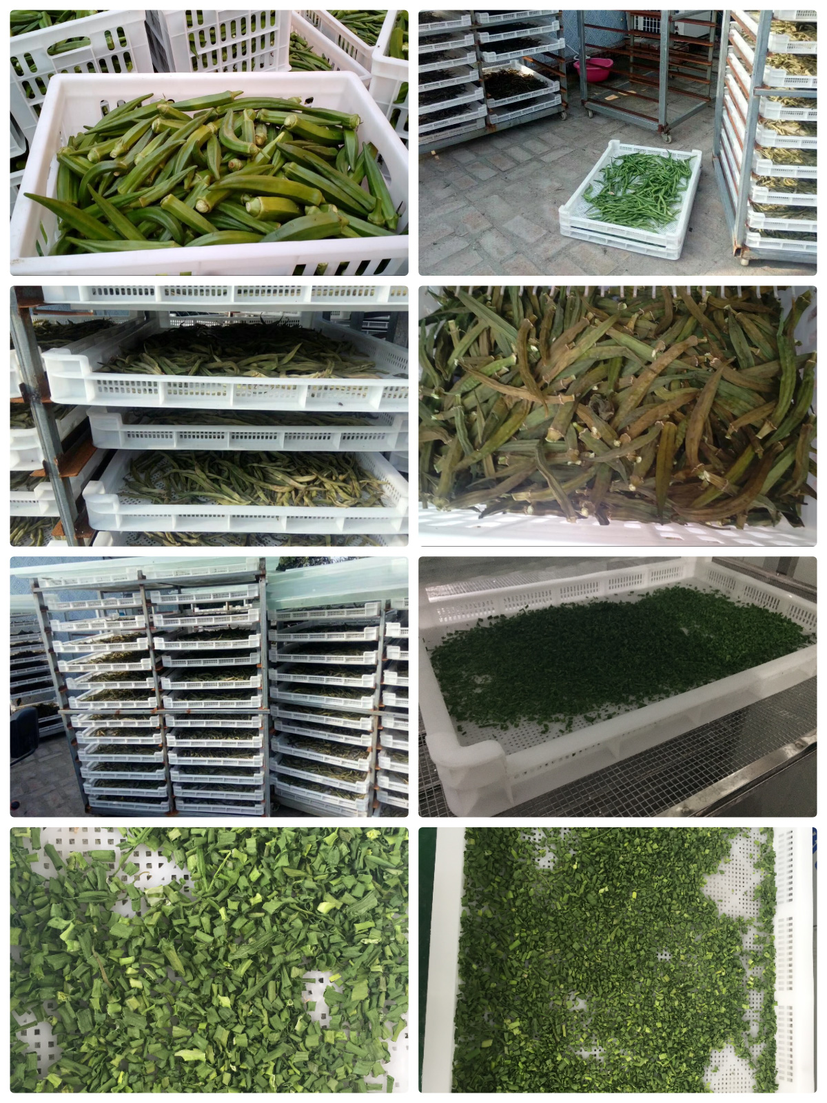 MeiYa Heat Pump Dryers: Revolutionizing Vegetable Dehydration for Superior Quality & Efficiency​