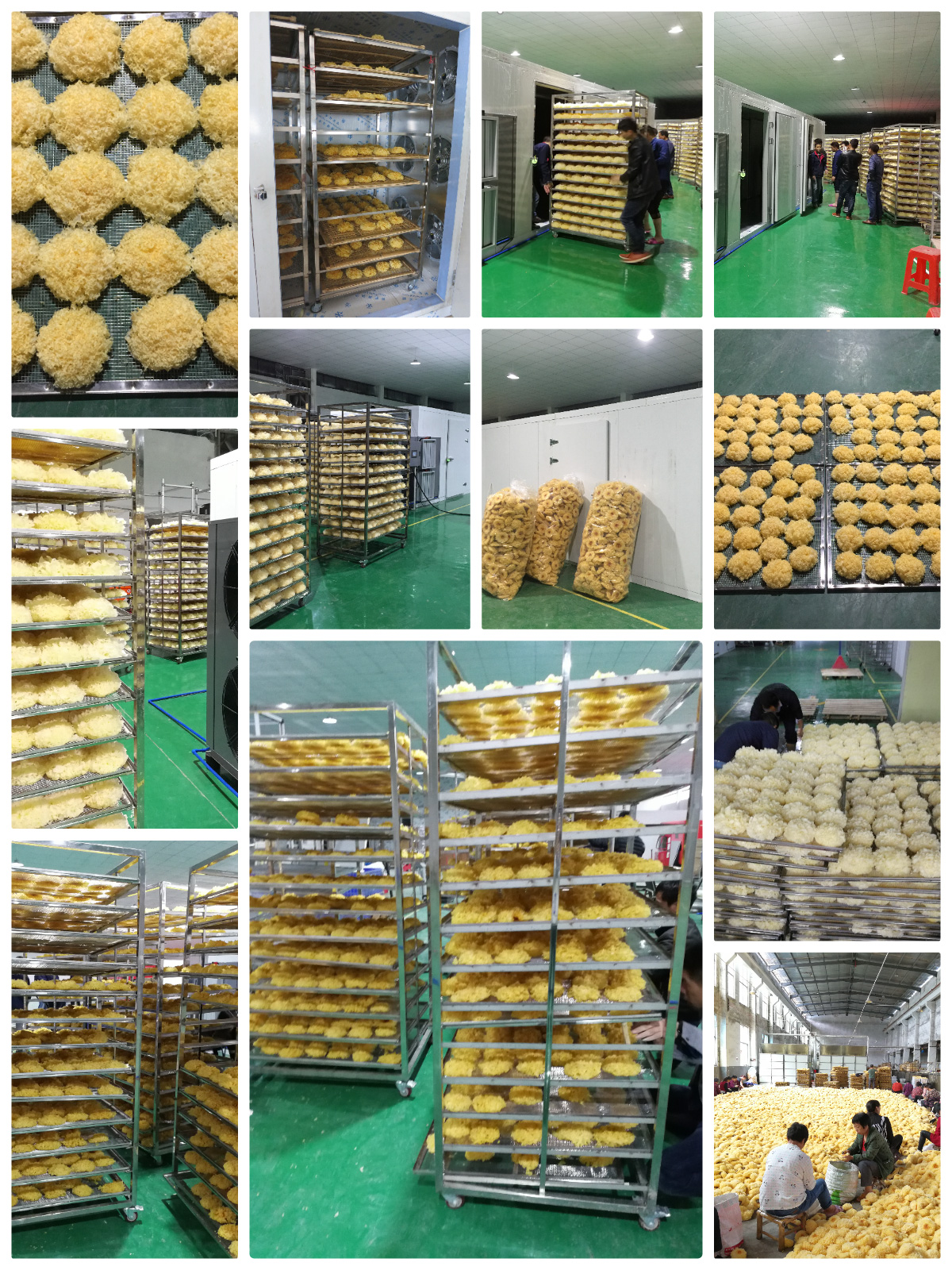 Optimizing White Fungus Drying with MeiYa Heat Pump Dryers